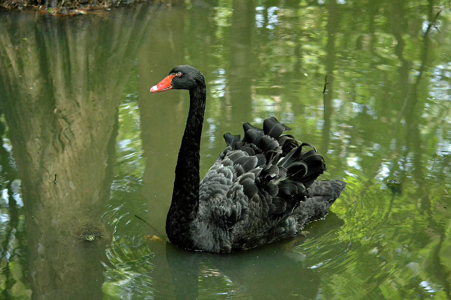Black Swan Photograph by Bill Hosford