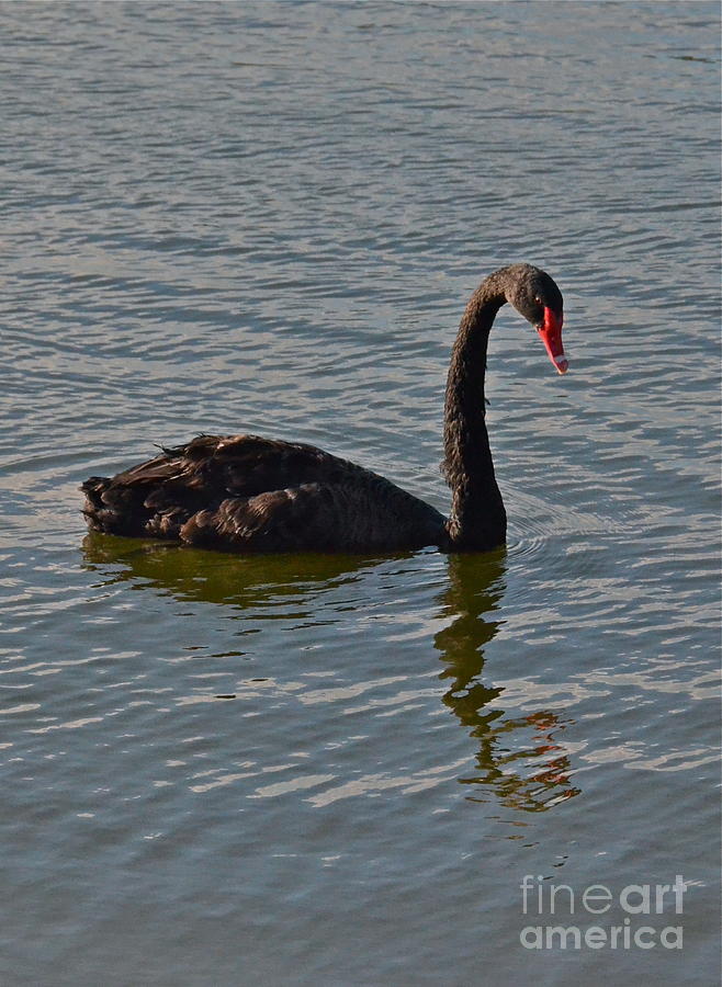 Black Swan Photograph by Carol  Bradley