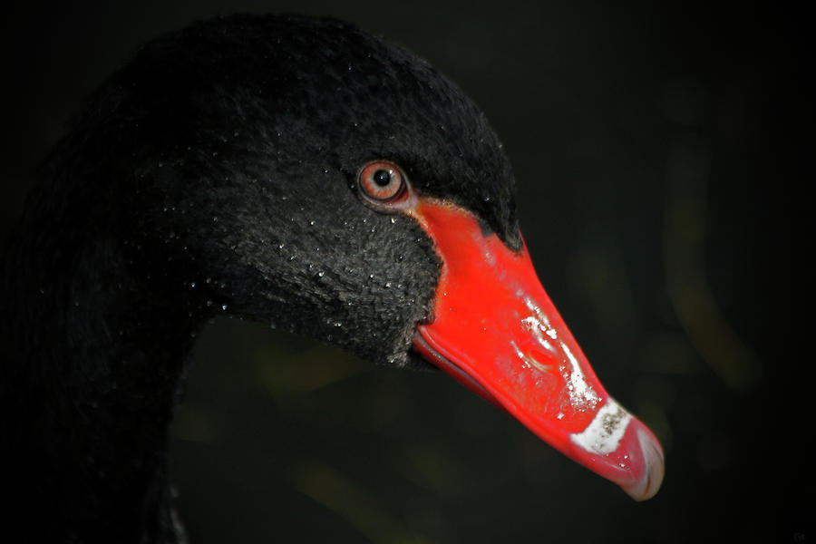Black Swan Closeup Photograph