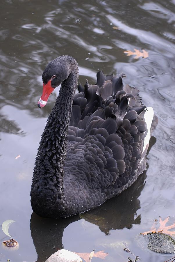 Black Swan Photograph by David Campione