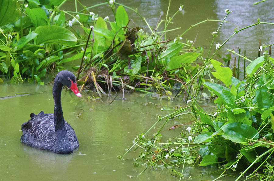 Black Swan Photograph by Harry Strharsky