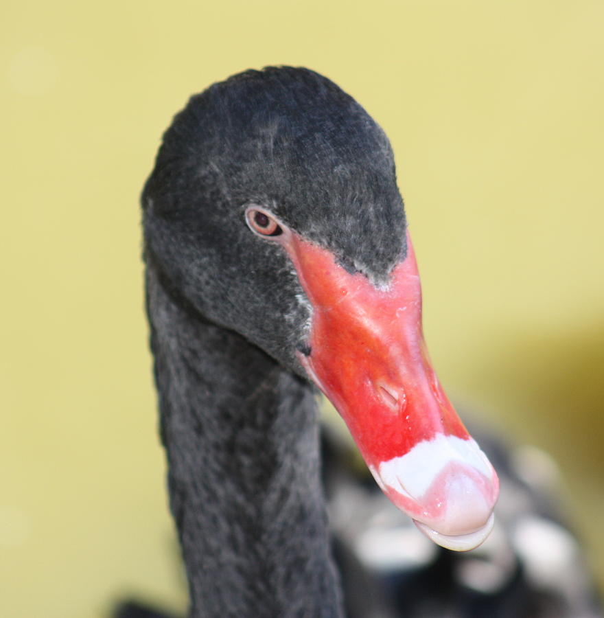 Black Swan Photograph by Kim Galluzzo Wozniak