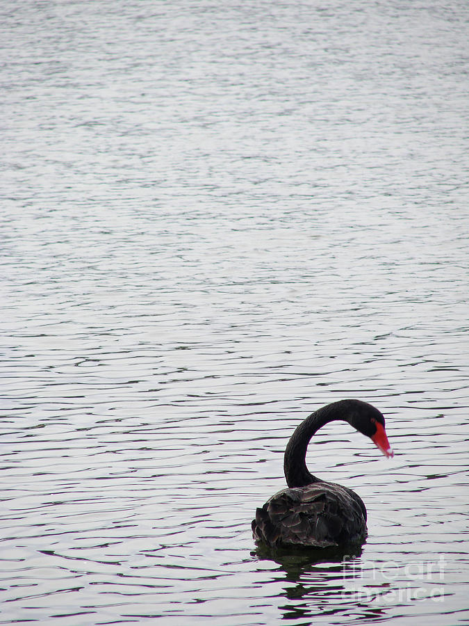Black Swan Photograph by Mark Holbrook