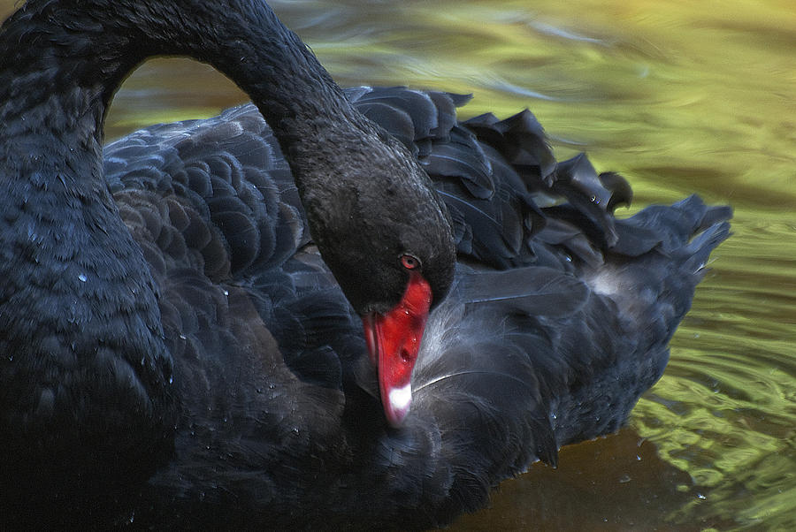 Black Swan Photograph by Pat Exum