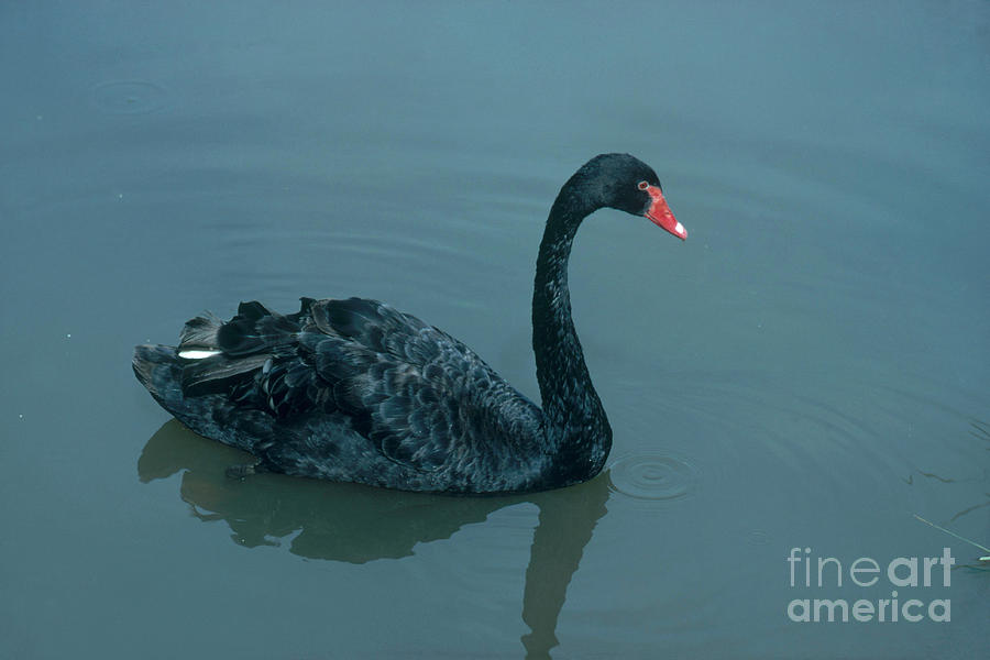 Black Swan Photograph by Photo Researchers, Inc.