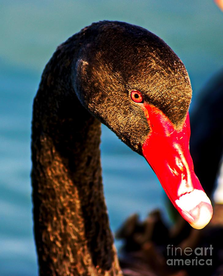 Black Swan Portrait 2 Photograph by Blair Stuart