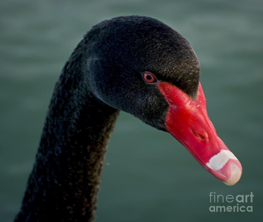 Wildlife Photograph - Black Swan Portrait 3 by Blair Stuart