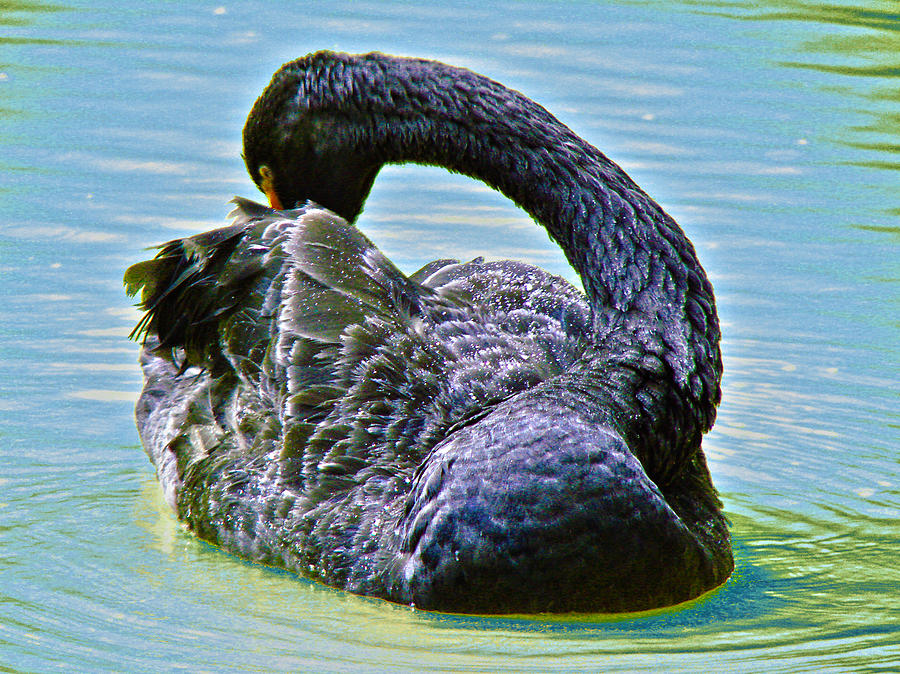 Black Swan Photograph by Roy Foos