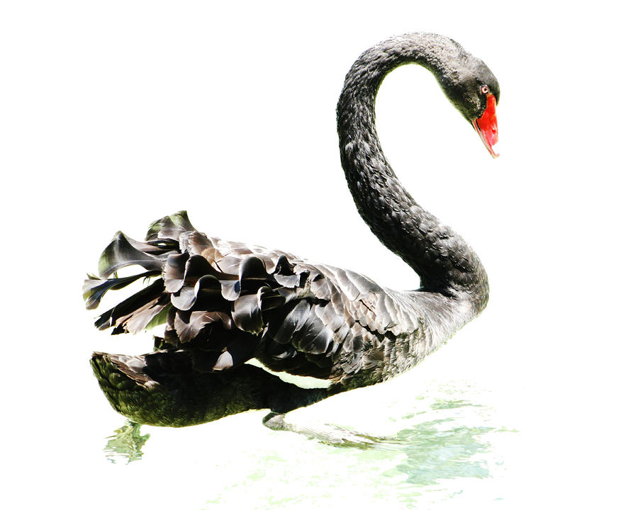 Black Swan Photograph by Scott Wood