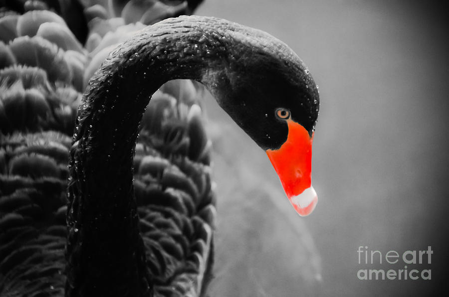 Swan Photograph - Black Swan with red Beak by Yurix Sardinelly