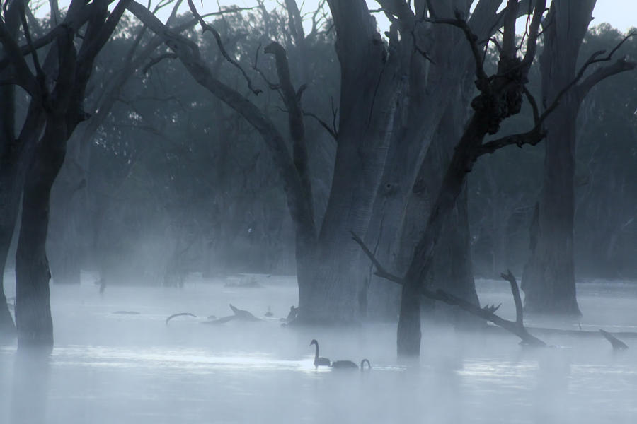 Black Swans in the Mist Photograph by Douglas Barnard