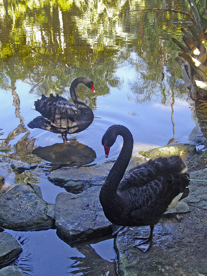 Black swans in Tropical Garden Photograph by Daniel Blatt | Fine Art ...