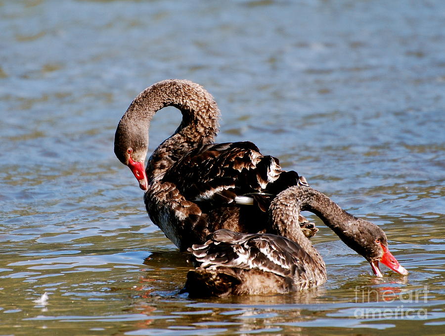 Black Swans Photograph by Johanne Peale