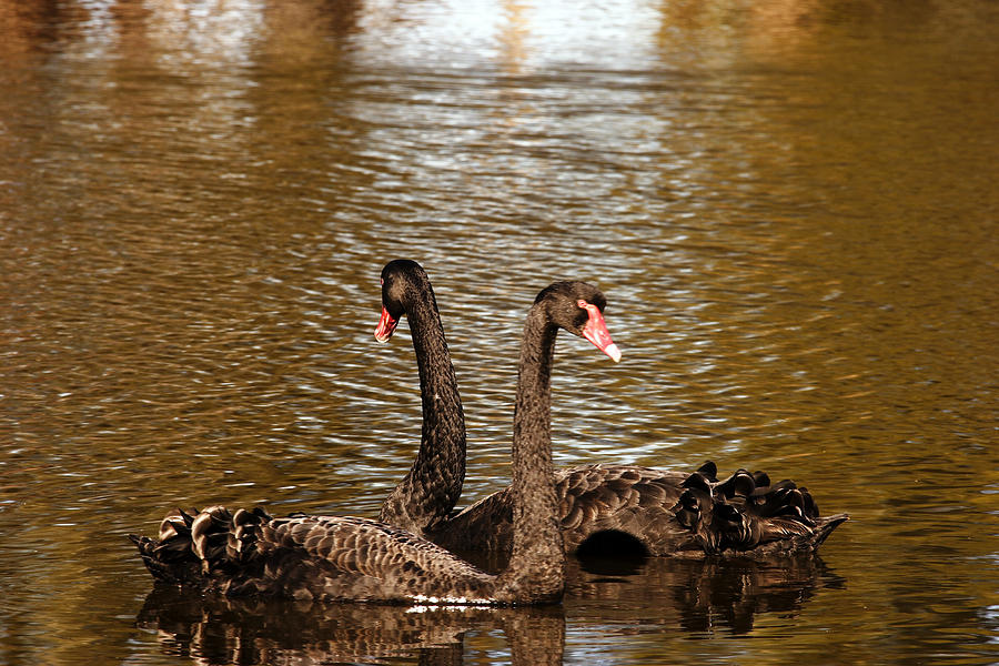 Swan Photograph - Black Swans On A Golden Pond by Noel Elliot
