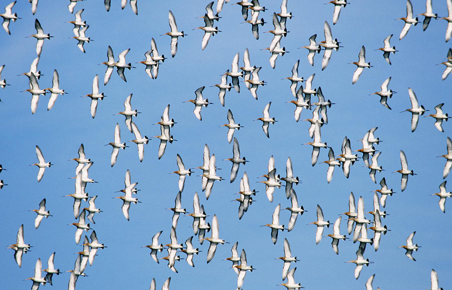 Black-tailed Godwit Limosa Limosa Flock Photograph by Frits Van Daalen