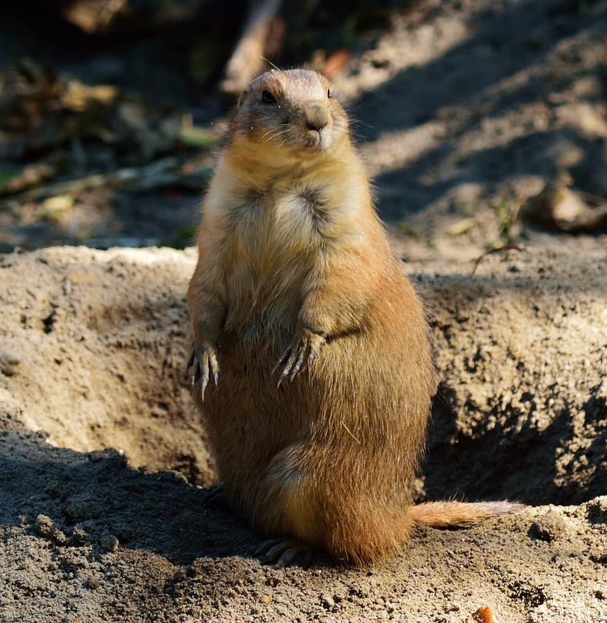 Black-Tailed Prairie Dog Photograph by Billy Beck
