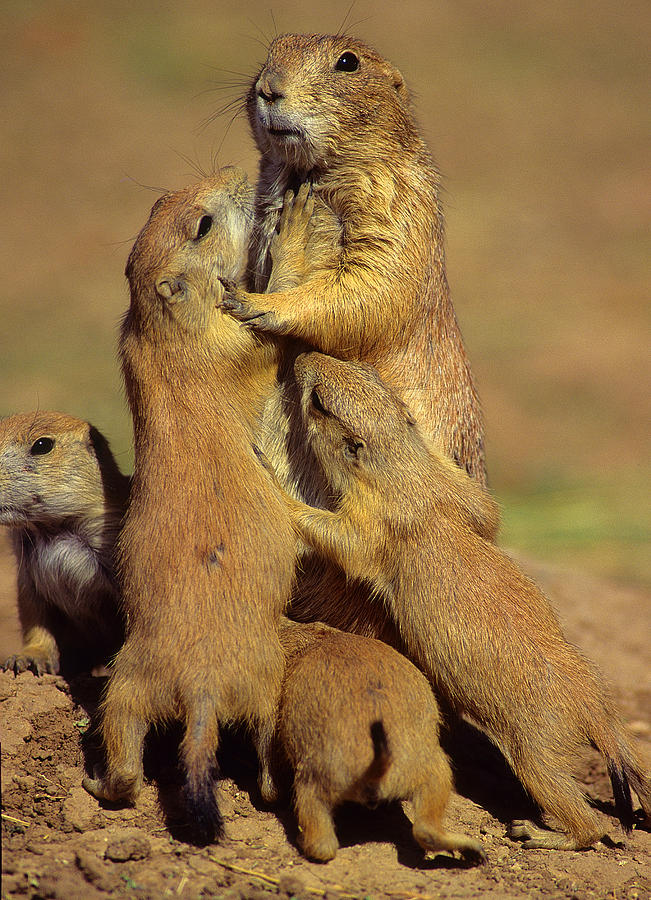 Black-tailed Prairie Dogs Photograph by Tony Beck