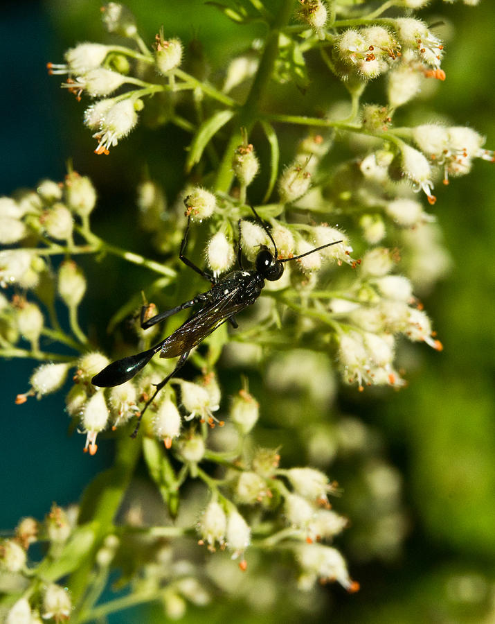 Black Thin Waisted Wasp 12 Photograph by Douglas Barnett