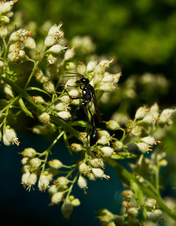 Black Thin Waisted Wasp 15 Photograph