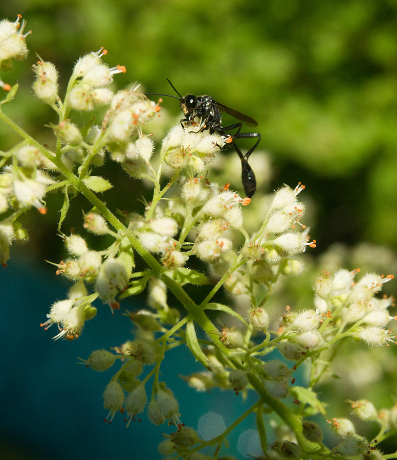 Black Thin Waisted Wasp 16 Photograph