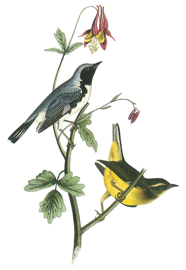 Black-throated blue warbler