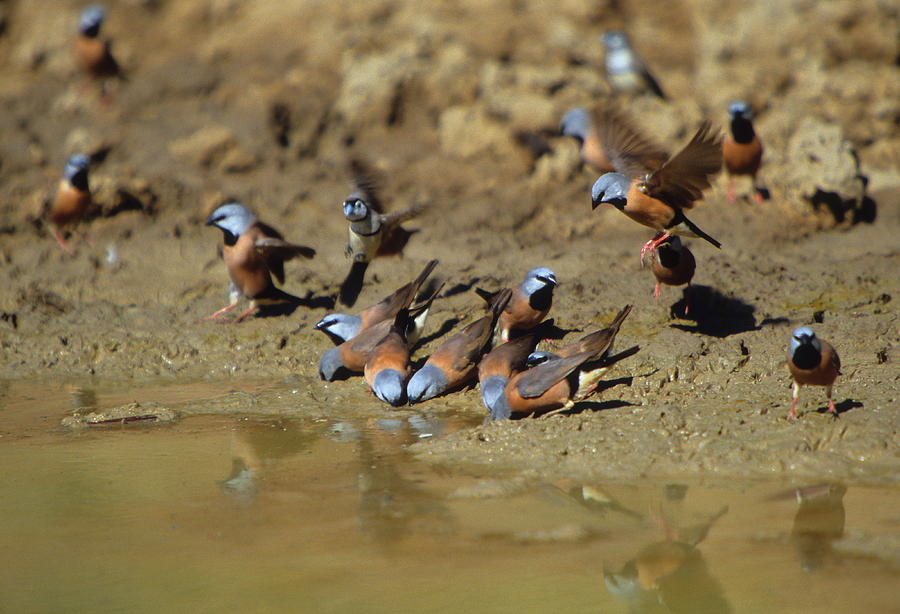Black-throated Finches At Waterhole Photograph by Bruce J Robinson
