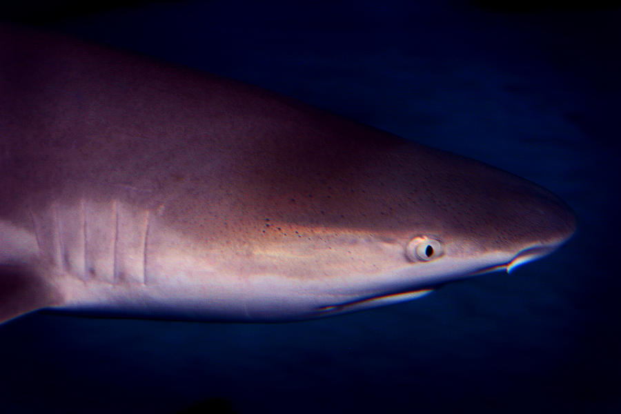 Black Tip Reef Shark Photograph by Anthony Jones