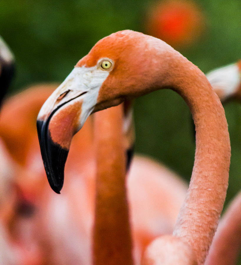 Flamingo Photograph - Black Tipped Beak by Nicholas Evans