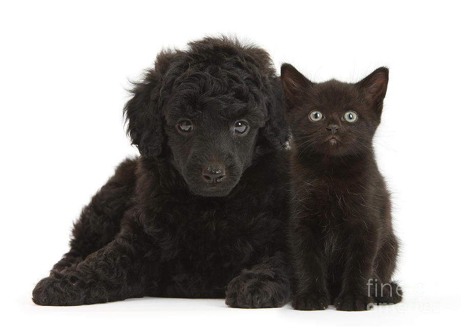 Black Toy Poodle And Black Kitten Photograph by Mark Taylor