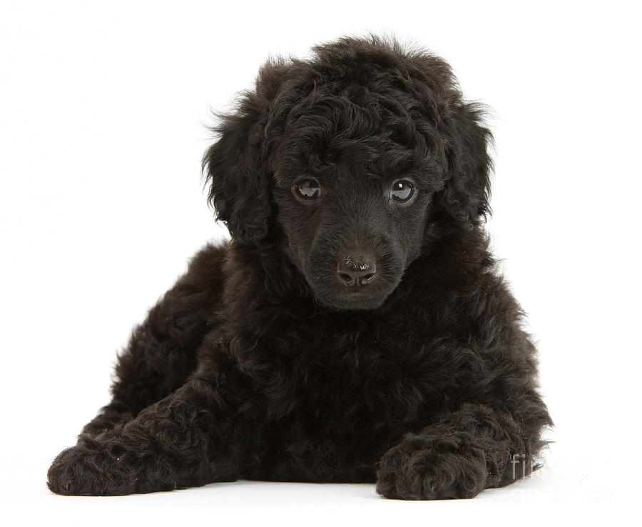 Black Toy Poodle Pup Photograph by Mark Taylor