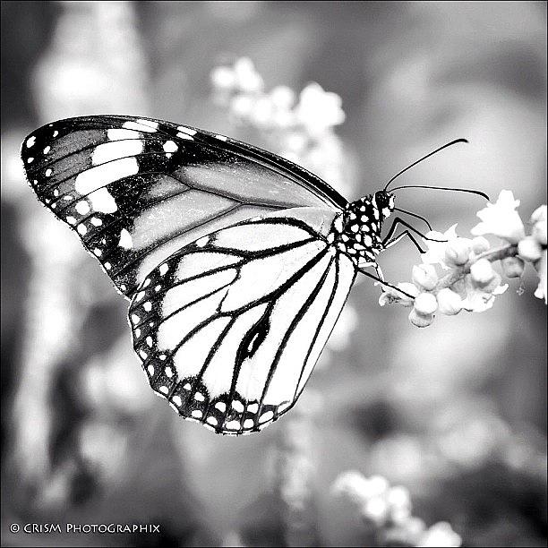 Black Veined In Bw Photograph by Cris Manuzon