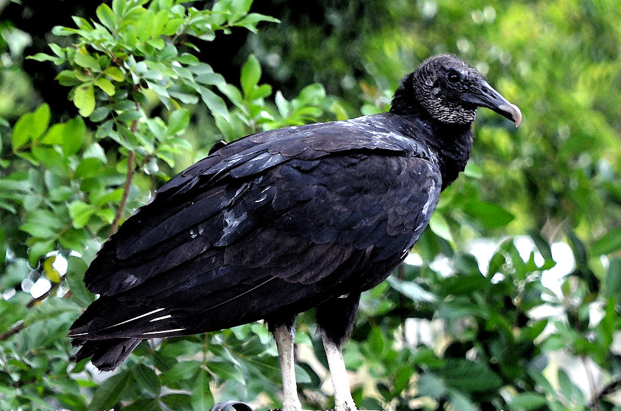 Black Vulture at the Everglades Photograph by Pravine Chester