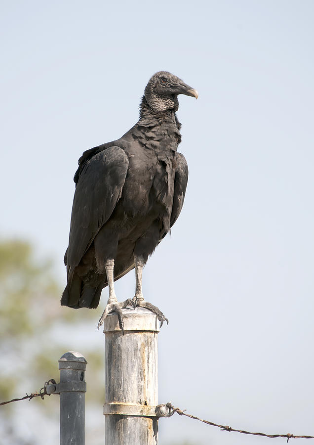 Black Vulture Photograph by Gouzel -