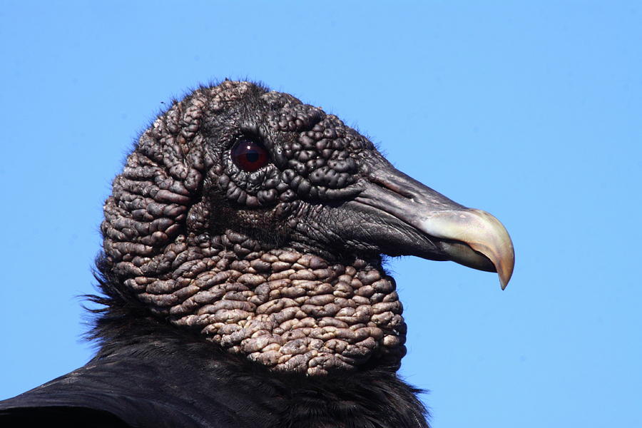 Black Vulture Portrait Photograph by Bruce J Robinson
