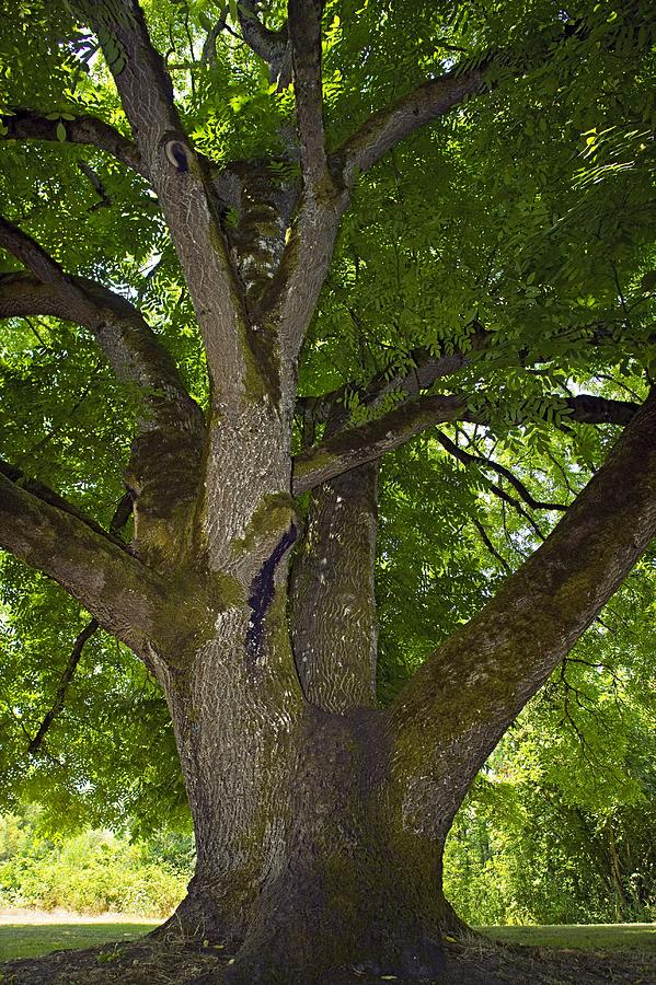Black Walnut (juglans Nigra) Tree Photograph by Bob Gibbons | Fine Art