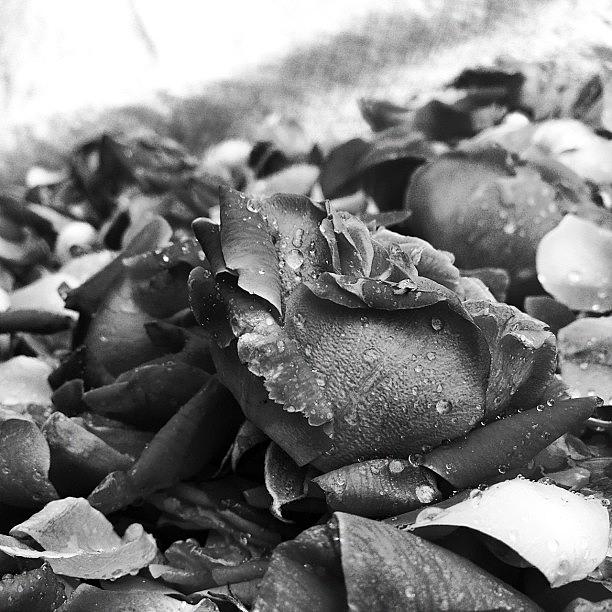 Rose Photograph - #black #white #blackandwhite #bw by Aileen Editha