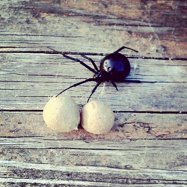 Egg Photograph - Black Widow Spider. Ive Never Seen by Emma Holton