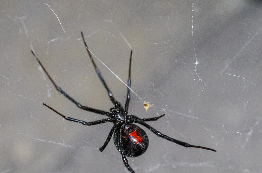Black Widow Spider Photograph - Black Widow Spider by Scott McGuire