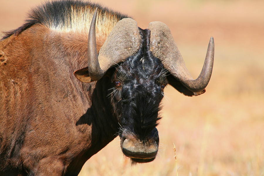 Mammal Photograph - Black Wildebeest Portrait by Bruce J Robinson
