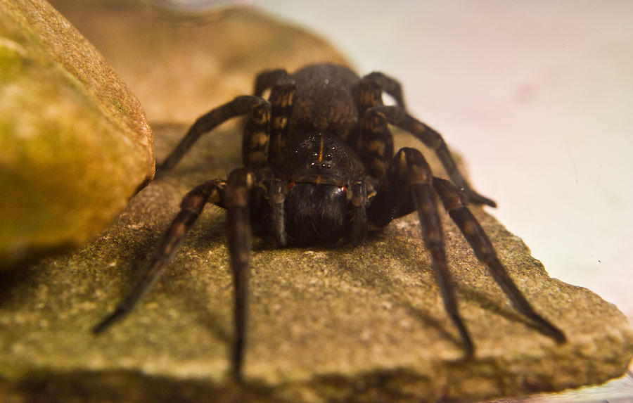 Black Wolf Spider 2 Photograph by Douglas Barnett