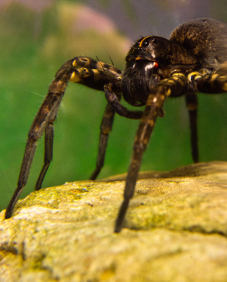 Spider Photograph - Black Wolf Spider 5 by Douglas Barnett