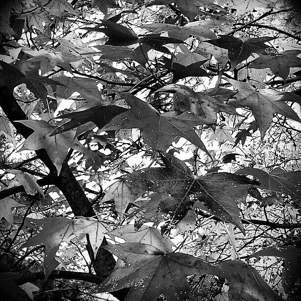Jj Photograph - Blackandwhite #autumncolors  #jj by Nancy Gilbert-Taylor