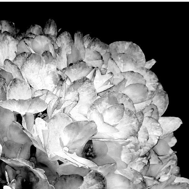 Nature Photograph - #blackandwhite #hydrangea #nature by Dccitygirl WDC
