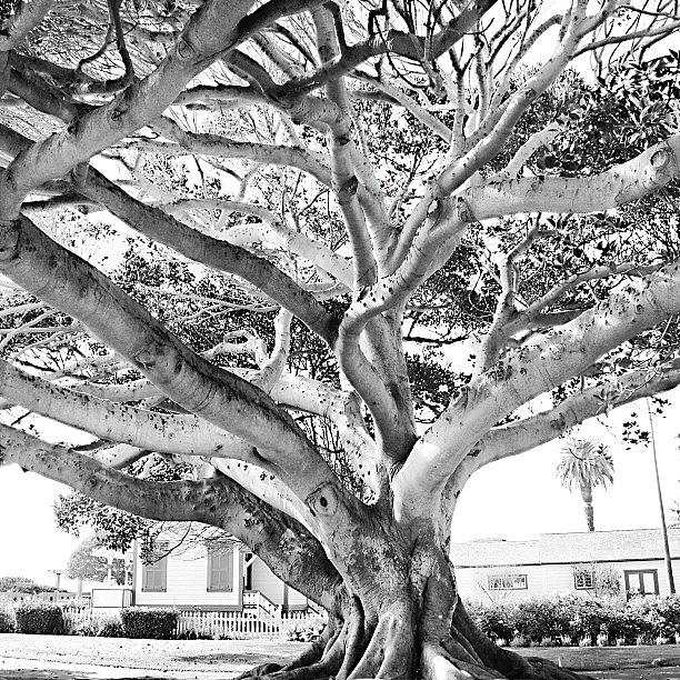 Tree Photograph - #blackandwhite #instagallery by Mark Jackson