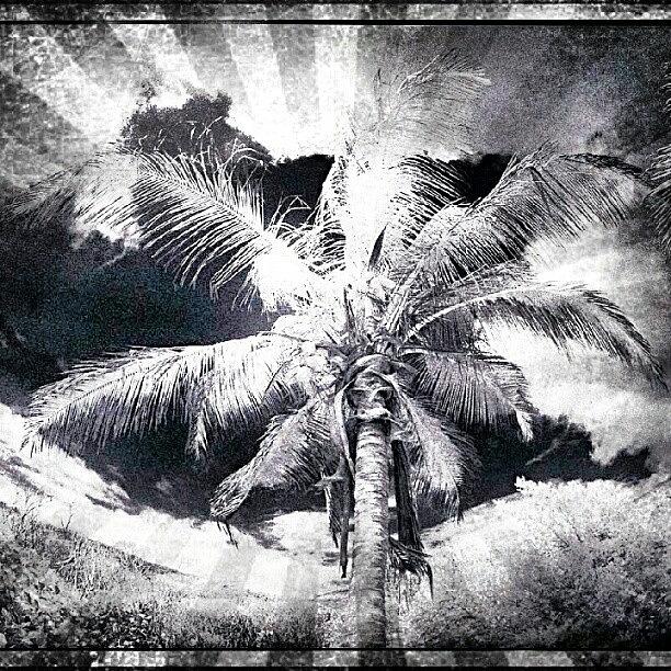 Nature Photograph - #blackandwhite #palmtree #puertorico by Natalia D