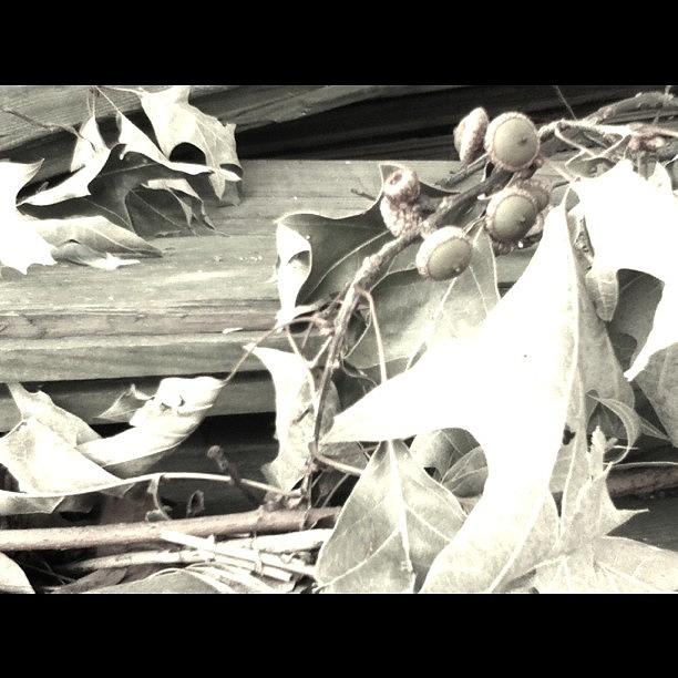 Autumn Photograph - #blackandwhite #still-life #acorns by Stills Of The World