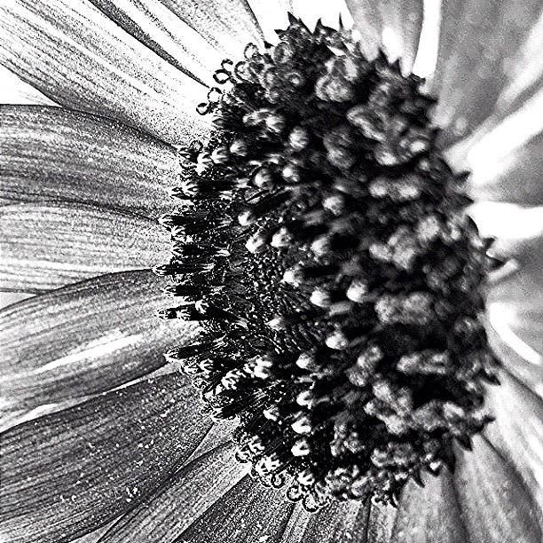 Sunflower Photograph - #blackandwhitemacro #beauty_of_macro by Jim Neeley