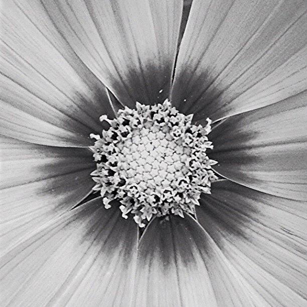 Flower Photograph - #blackandwhitemacro #macro by Jim Neeley