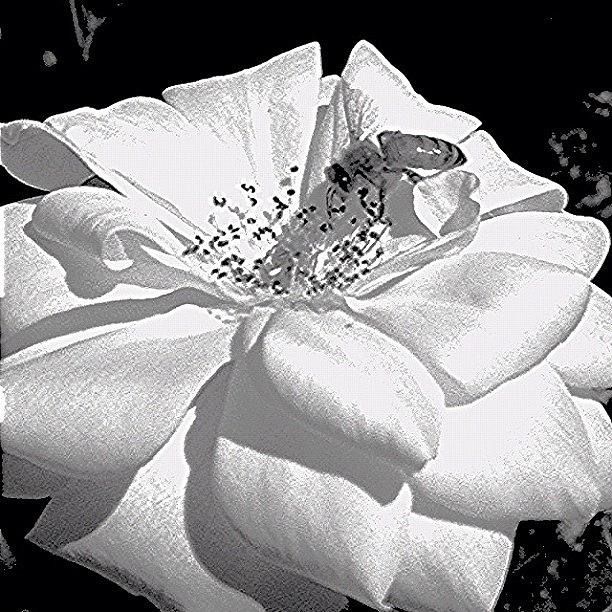 Nature Photograph - #blackandwhitephotography#bee by Jim Neeley