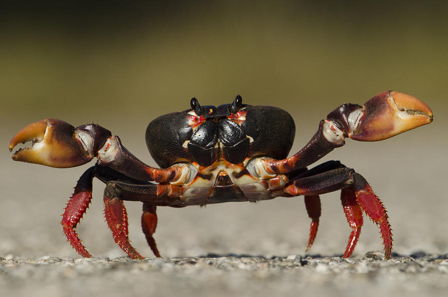 Blackback Land Crab Gecarcinus Photograph by Pete Oxford